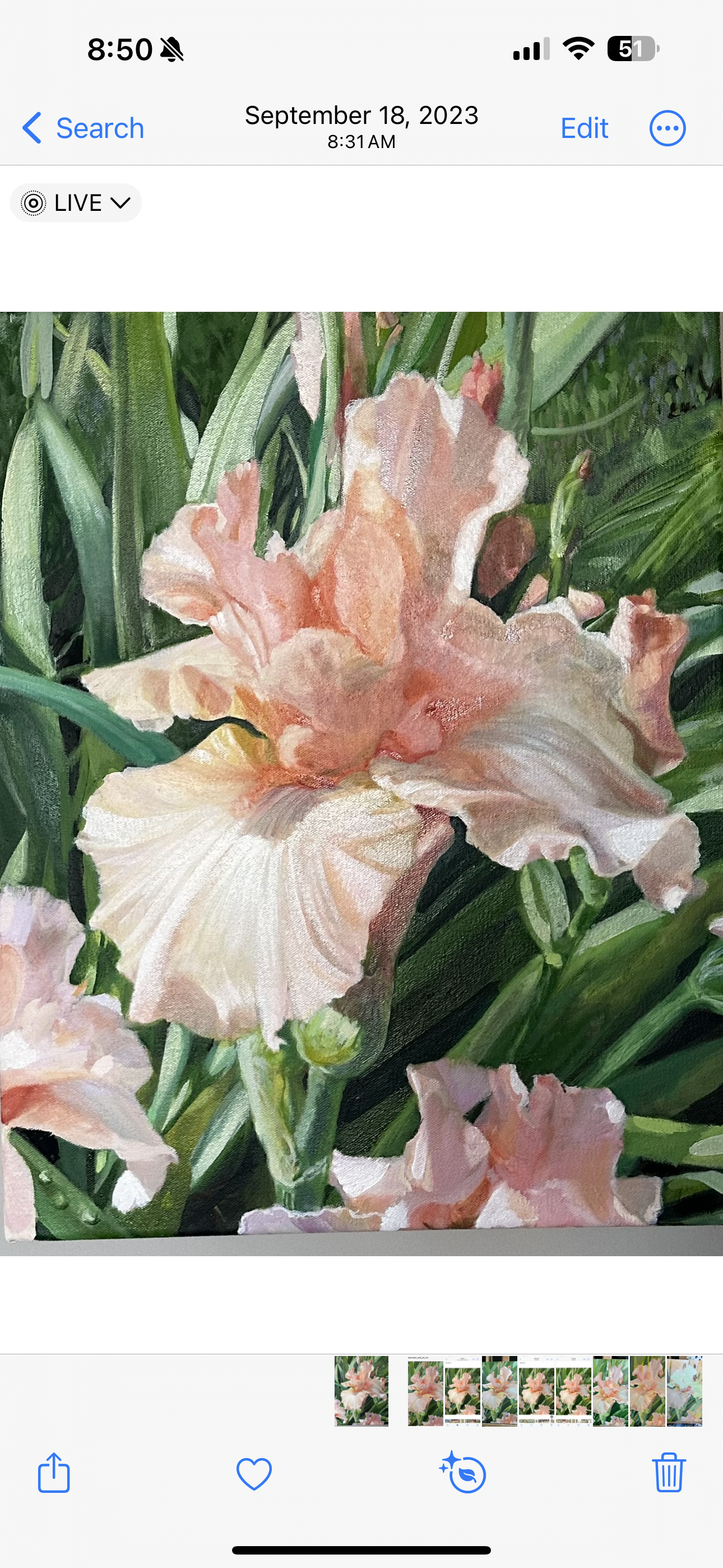 Spring's Pink Iris