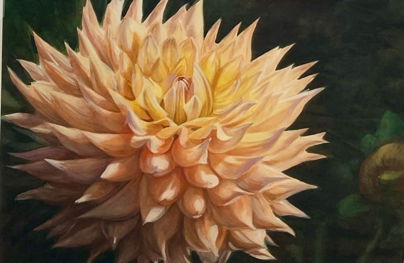 Peachy Chrysanthemum